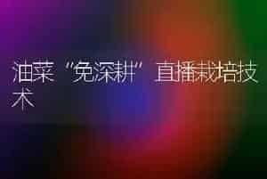 油菜“免深耕”直播栽培技术