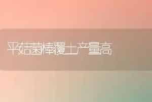 平菇菌棒覆土产量高