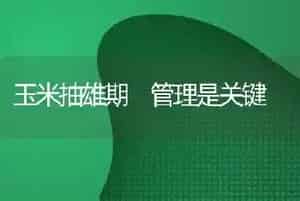 玉米抽雄期 管理是关键