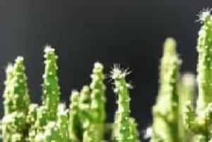 膨珊瑚多长时间浇一次水?