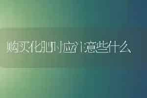 小麦新品---川农麦1号