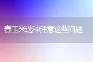 春玉米选种注意这些问题
