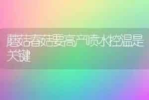 蘑菇春菇要高产喷水控温是关键