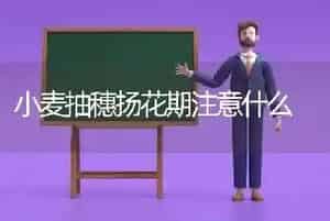 小麦抽穗扬花期注意什么