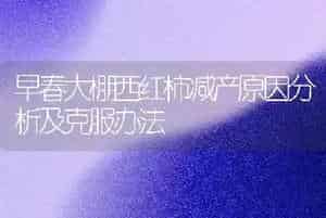 早春大棚西红柿减产原因分析及克服办法