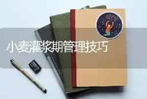 小麦灌浆期管理技巧