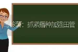 马铃薯：抓紧播种加强田管