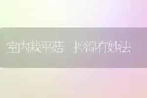 室内栽平菇 控湿有妙法