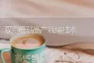 双孢蘑菇高产栽培技术