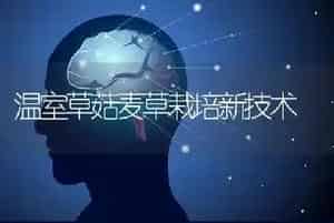 温室草菇麦草栽培新技术