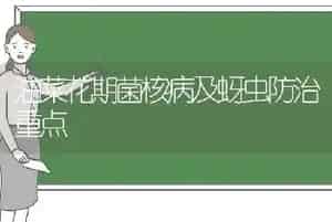 油菜花期菌核病及蚜虫防治重点