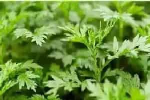 艾草有种子吗,种子怎么种植?