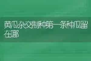 黄瓜杂交制种第一条种瓜留在哪