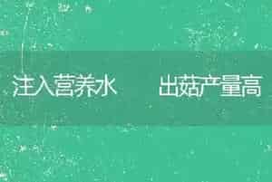 注入营养水  出菇产量高