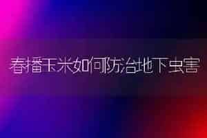 春播玉米如何防治地下虫害