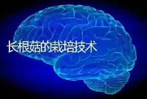 长根菇的栽培技术