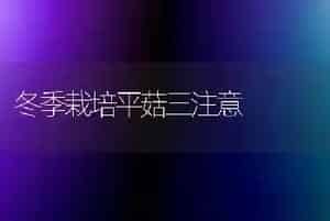 冬季栽培平菇三注意