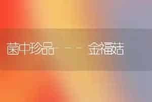 菌中珍品---金福菇