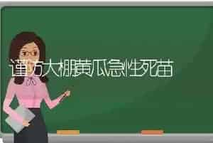 谨防大棚黄瓜急性死苗