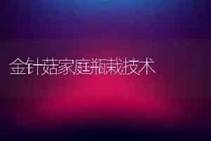 金针菇家庭瓶栽技术