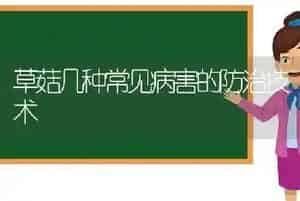 草菇几种常见病害的防治技术