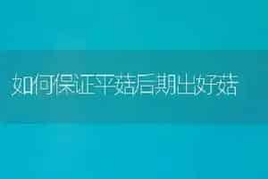 如何保证平菇后期出好菇