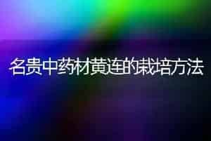 名贵中药材黄连的栽培方法