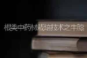 根类中药材栽培技术之牛膝
