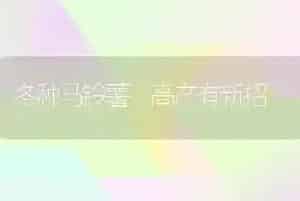 冬种马铃薯 高产有新招