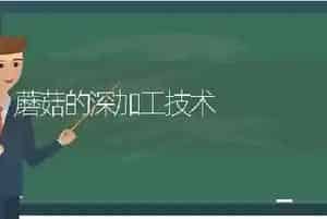 蘑菇的深加工技术