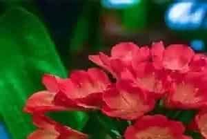 十大客厅风水植物放几盆,客厅摆放什么植物对家里好?