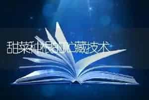 甜菜种根的贮藏技术