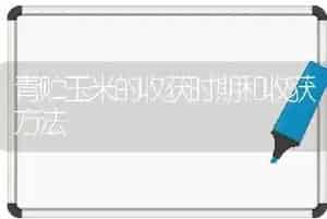 青贮玉米的收获时期和收获方法
