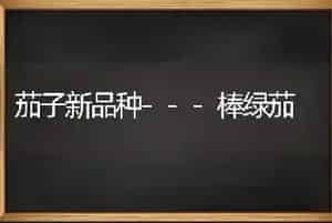 茄子新品种---棒绿茄