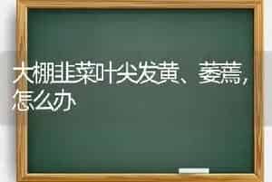 大棚韭菜叶尖发黄、萎蔫,怎么办