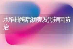 水稻抽穗后颖壳发黑辨因防治