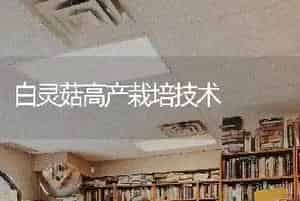 白灵菇高产栽培技术