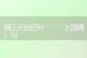 糯玉米新品种---水晶糯1号