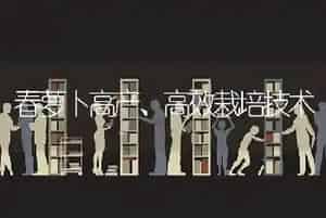 春萝卜高产、高效栽培技术