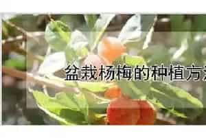 盆栽杨梅的种植方法
