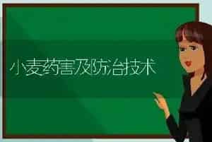 草菇栽培管理新技术