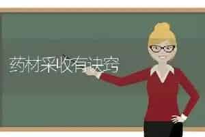 药材采收有诀窍