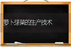 萝卜芽菜的生产技术