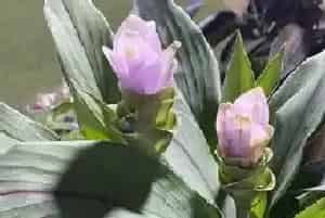姜荷花怎么过冬天?姜荷花生长环境与生长习性