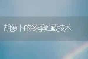 胡萝卜的冬季贮藏技术