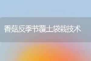 香菇反季节覆土袋栽技术
