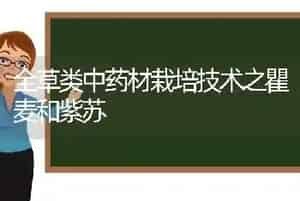 全草类中药材栽培技术之瞿麦和紫苏