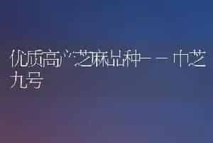 优质高产芝麻品种--中芝九号