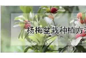 杨梅盆栽种植方法