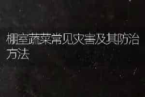 棚室蔬菜常见灾害及其防治方法